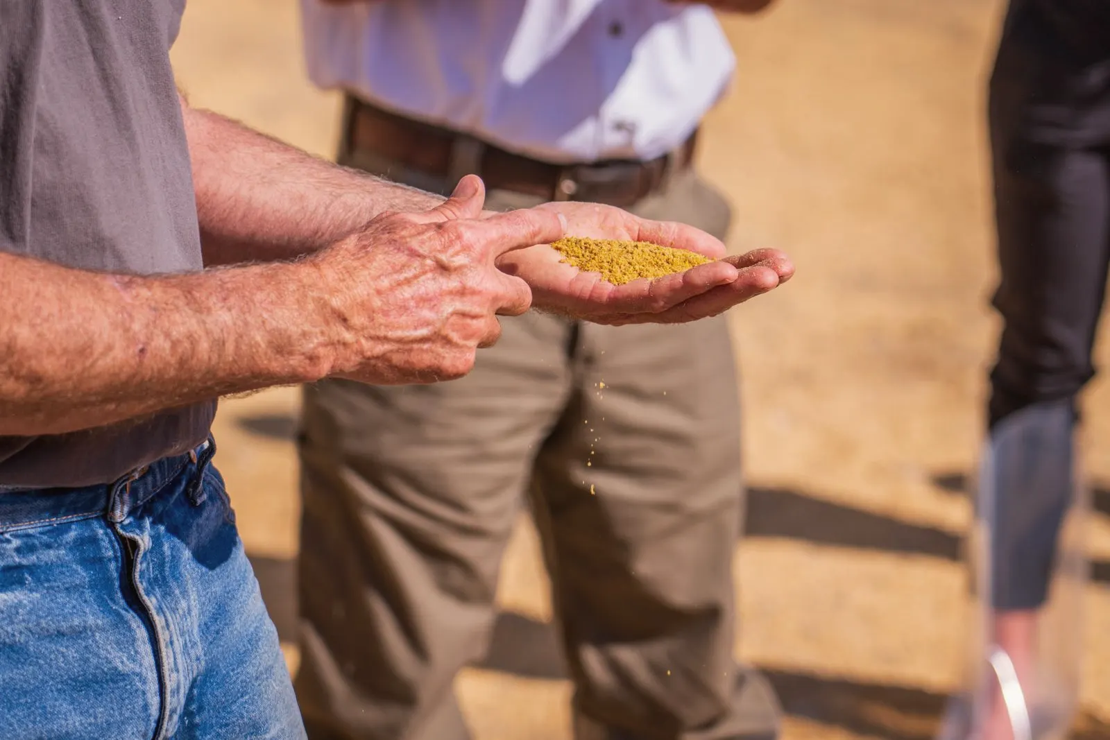 Two men in a grain yard, one holding a handful of grain out in his palm