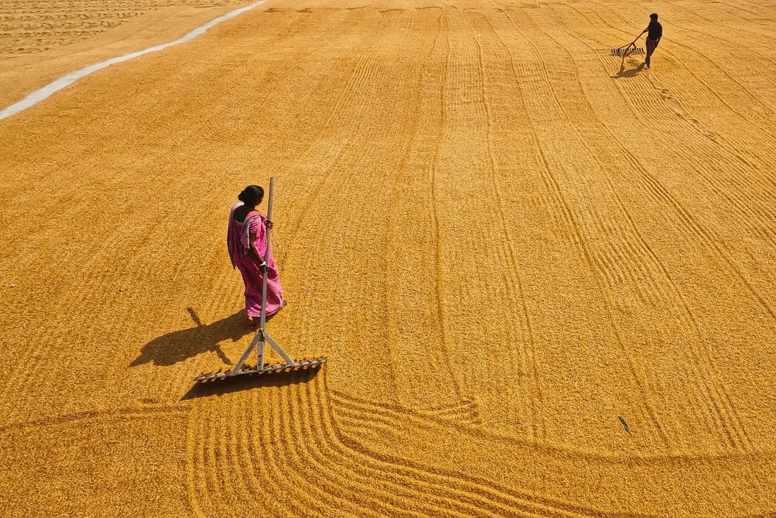 A woman rakes grain drying in the sun across a wide golden yard