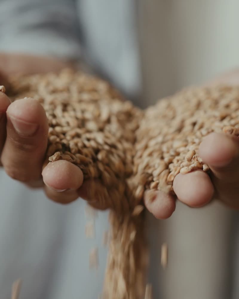 Wheat grain held in two open hands