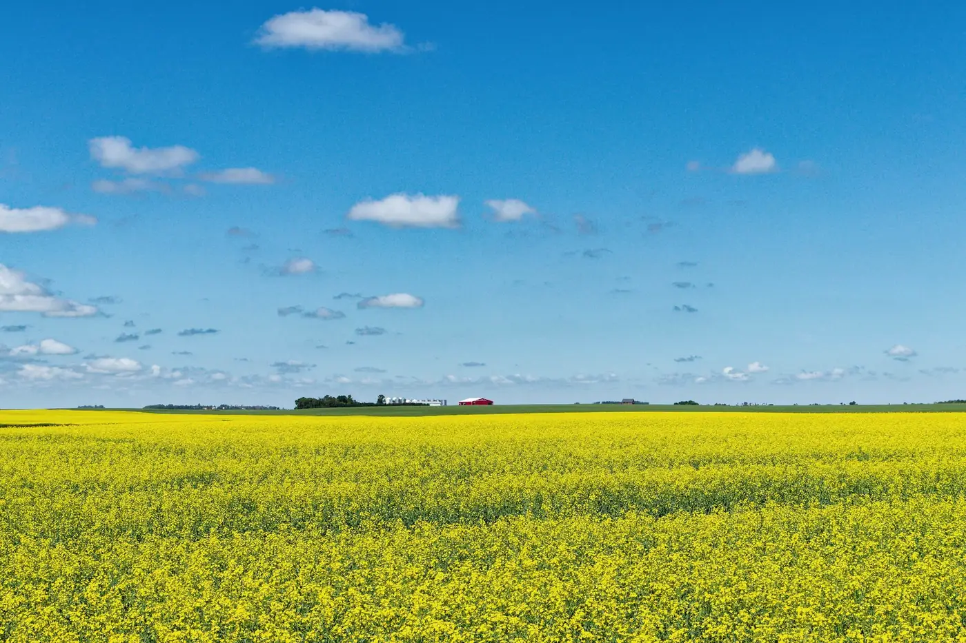 A wide canola field in bloom under a blue sky