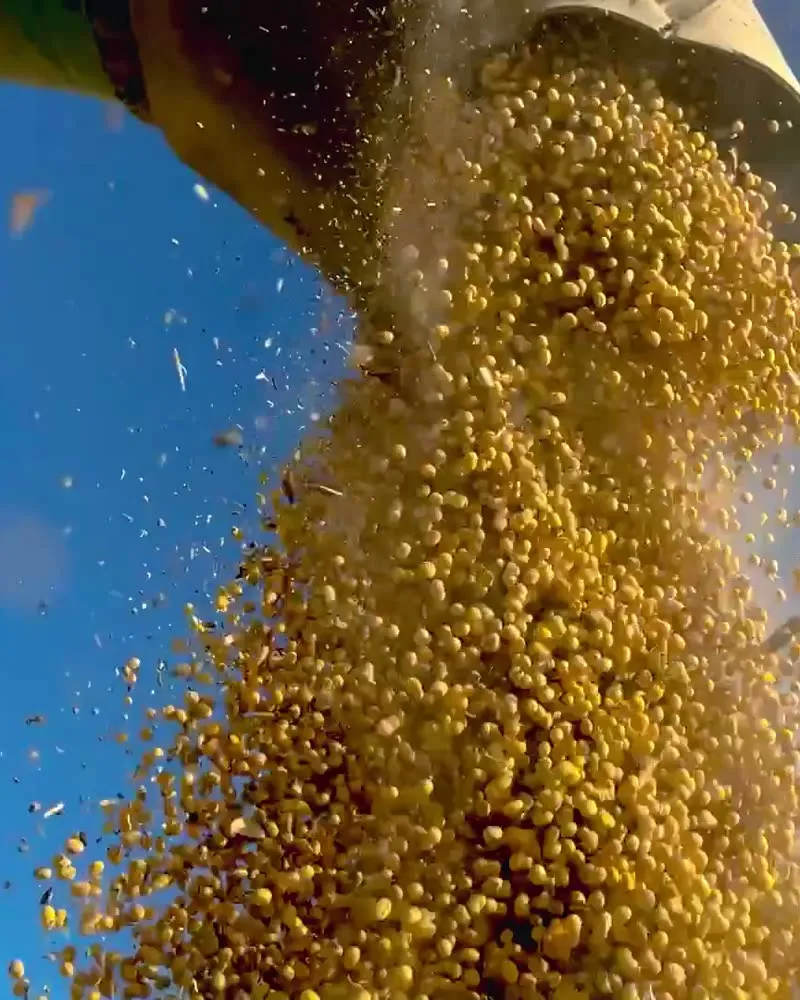 Soybeans pouring from a harvester spout against blue sky