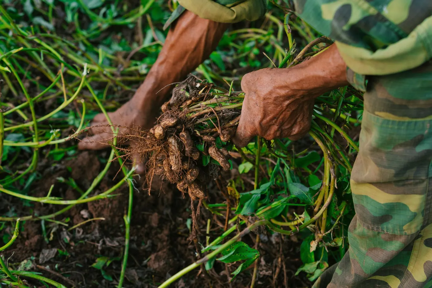 A farmer's hands lifting freshly dug peanut plants from the soil