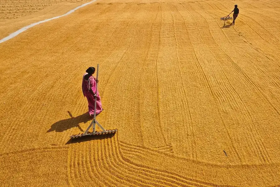 A woman rakes grain drying in the sun across a wide golden yard