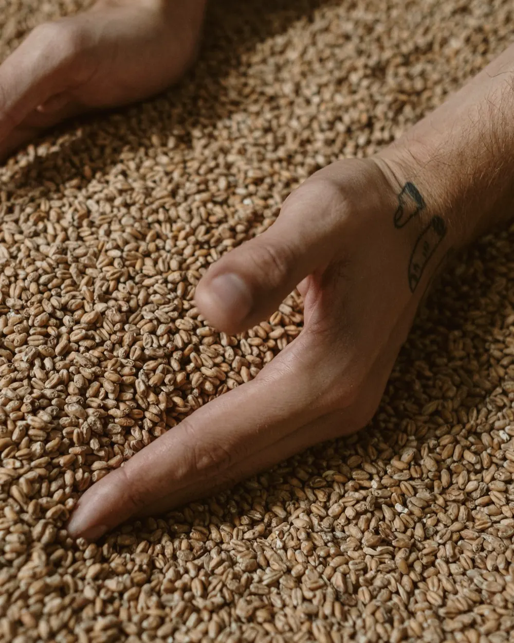 Hands resting in a heap of wheat grain