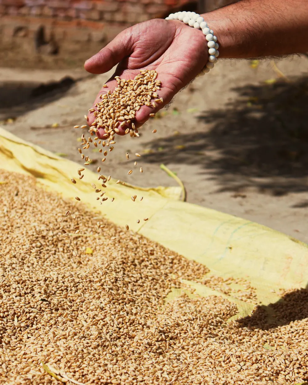 A hand letting wheat grain fall onto a heap