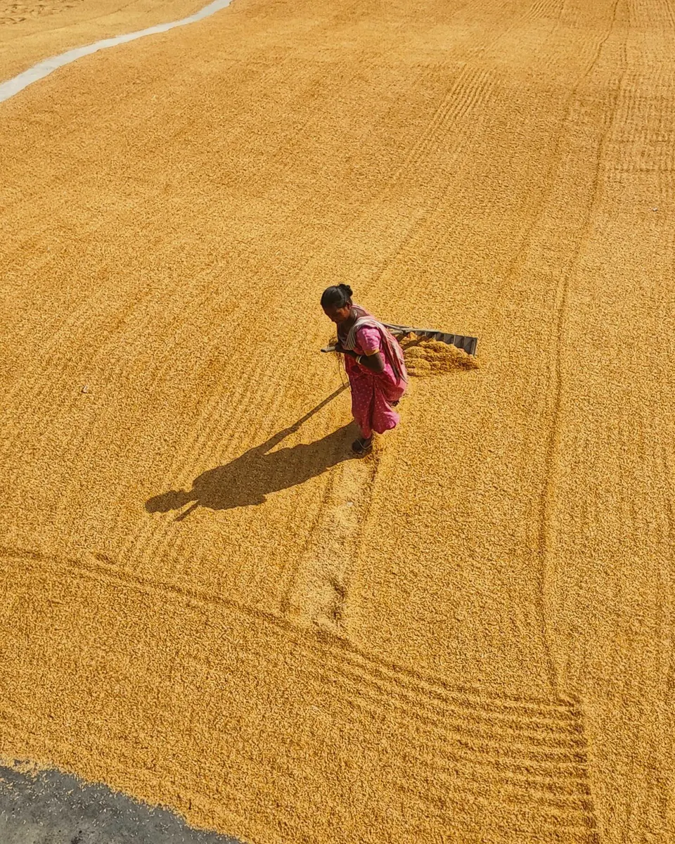 Aerial view of a woman raking grain across a wide golden drying yard