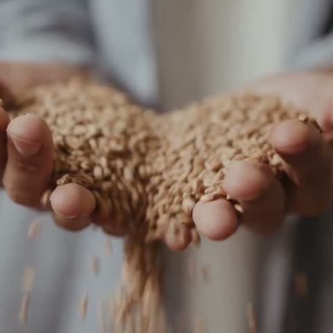 Hands holding a heap of wheat grains